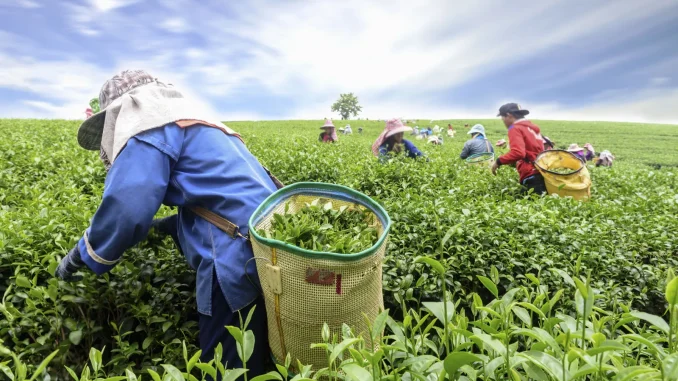 Herbal Expert Advocates Nationwide Tea Cultivation