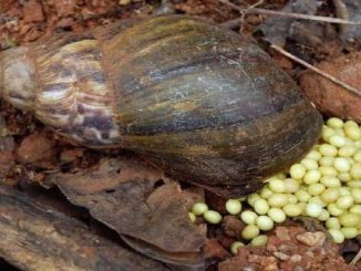 How To Make Money Starting A Snail Farming Business