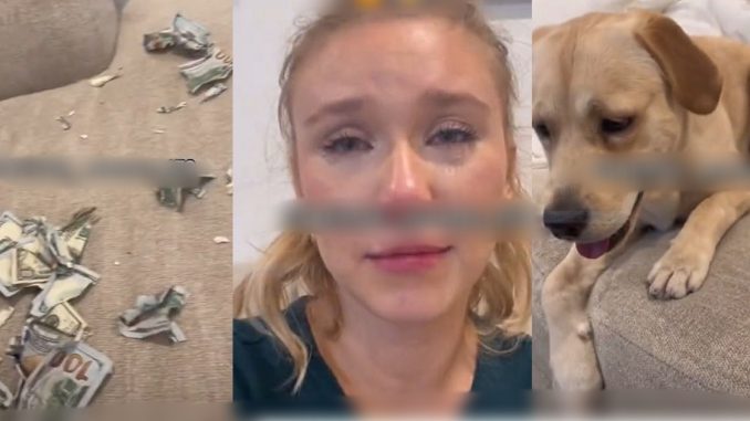  Woman In Tears As Her Innocent-Looking Dog Shreds Her Multiple $100 And $50 Bills (VIDEO)
