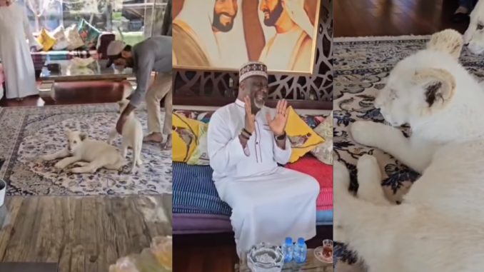 "Lion dey fǝar lion" – Moment Senator Dino Melaye pleaded for his life as a lion approached him at a friend's house (WATCH)