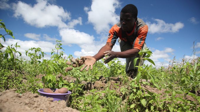 Farmers Decry Drought As Worms Devastate Crops In Katsina