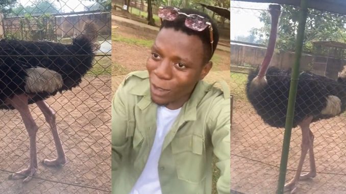 "And na nysc uniform this guy wear so" – Tongue wags as male corps member confuse an ostrich with a 'peacock' (WATCH)