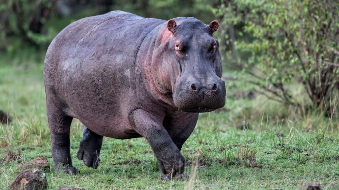 Hippo Kills Yauri Emir’s Guard In Kebbi