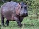 Hippo Kills Yauri Emir’s Guard In Kebbi