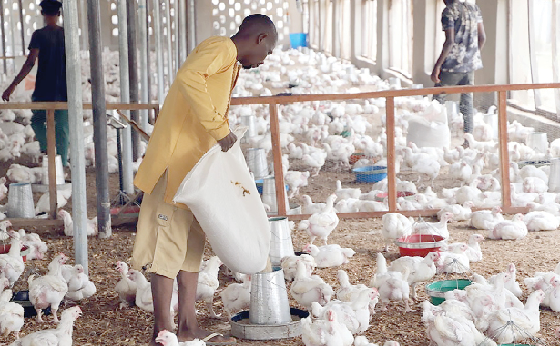 Poultry Industry Faces Imminent Collapse