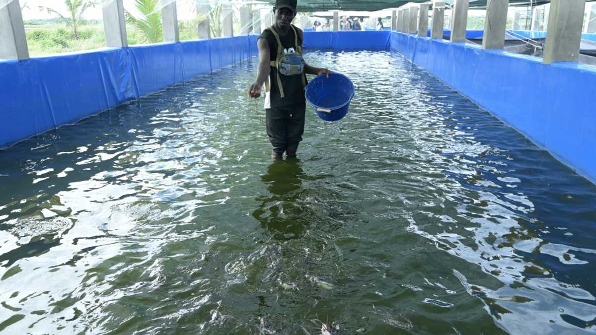 Senegal looks to aquaculture as fish stocks dwindle