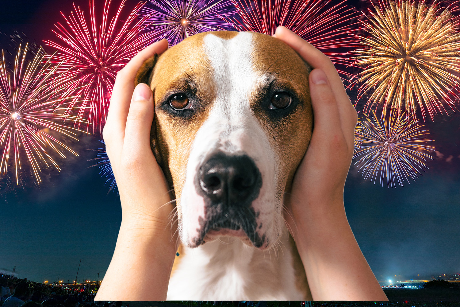 Top tips to prepare your pets for fireworks including special sprays, calming apps and creating a safe space