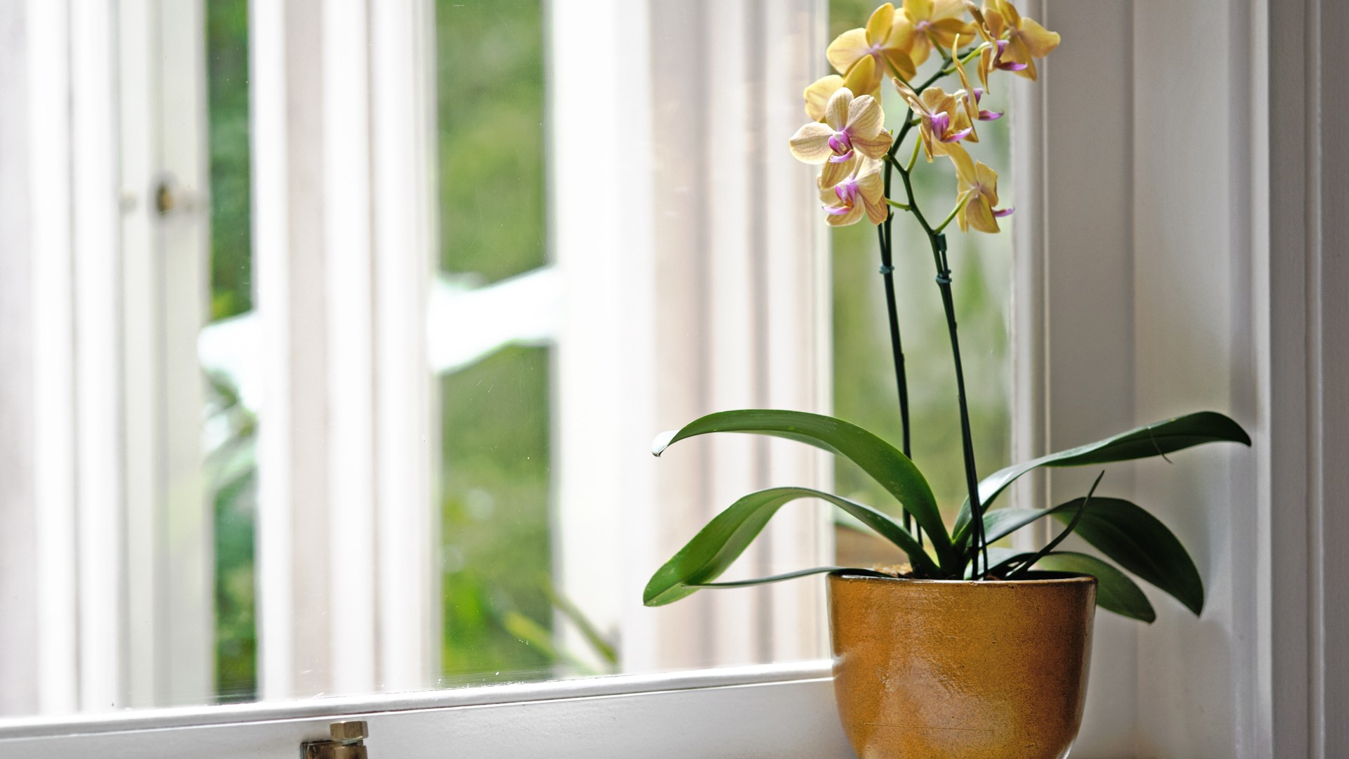 Gardener shares easy way to make orchid blooms last for months - and no, it’s not using fertiliser