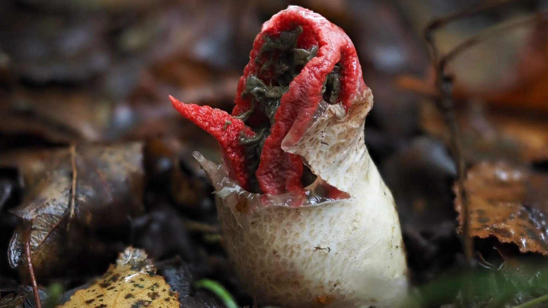 Bizarre rare 'ALIEN' plant with 'tentacles' and a smell like rotting flesh is spotted growing in the UK