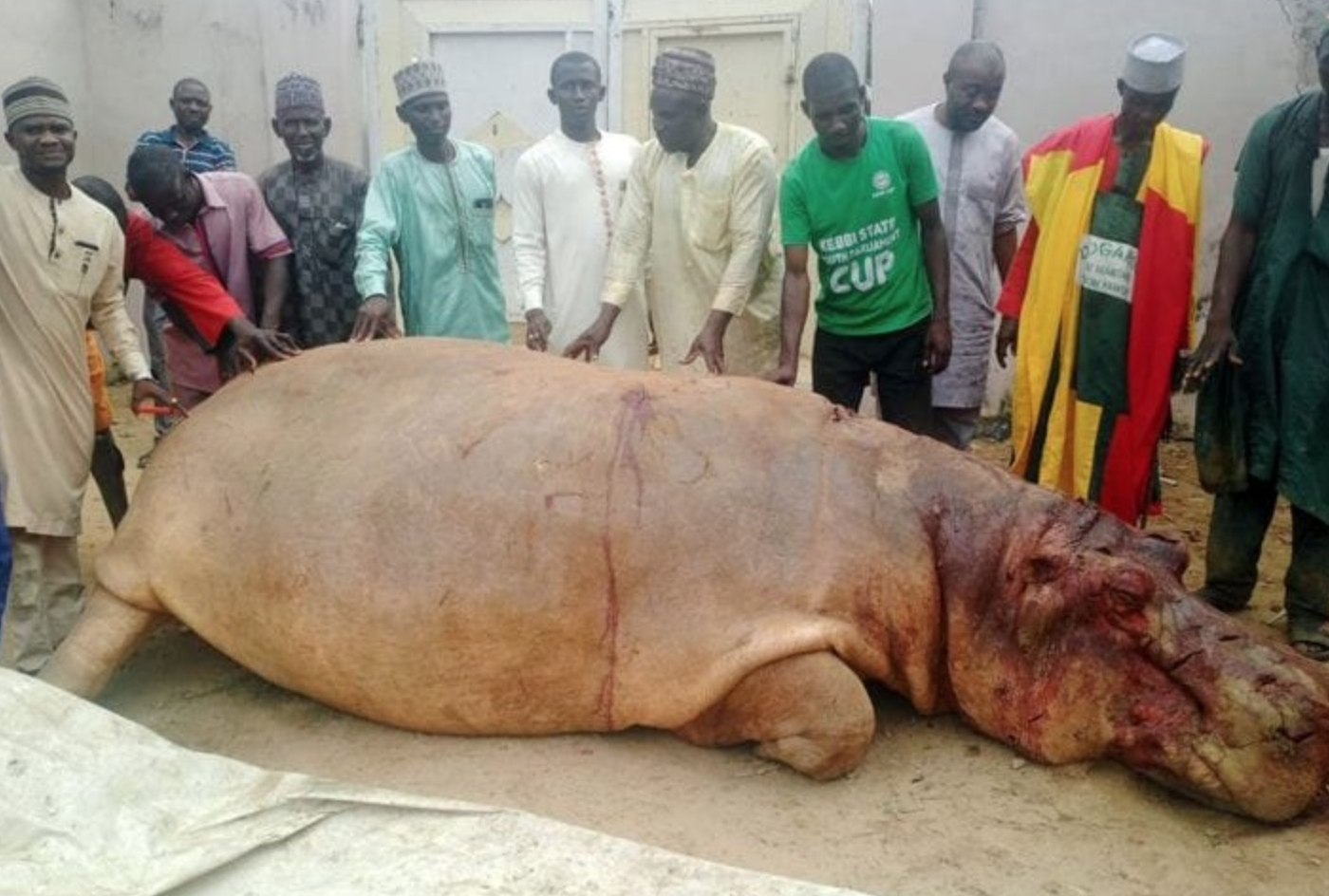 Fishermen kill huge hippopotamus in Kebbi