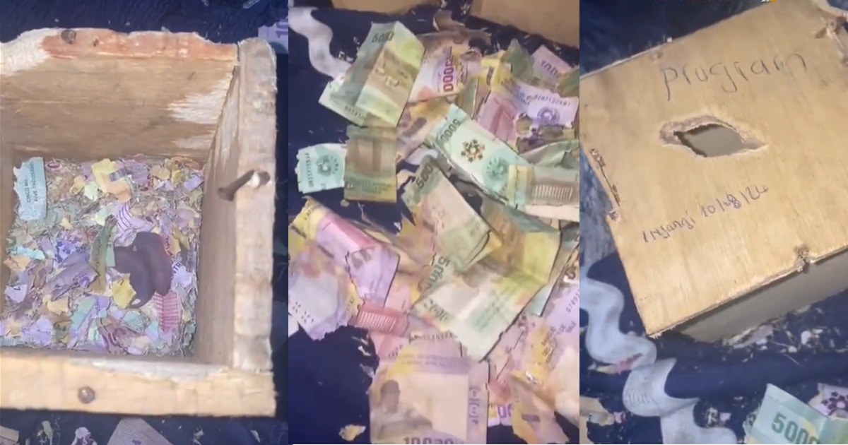 Lady lamǝnts as rats invade and feast on the money notes in her safe boxes (VIDEO)