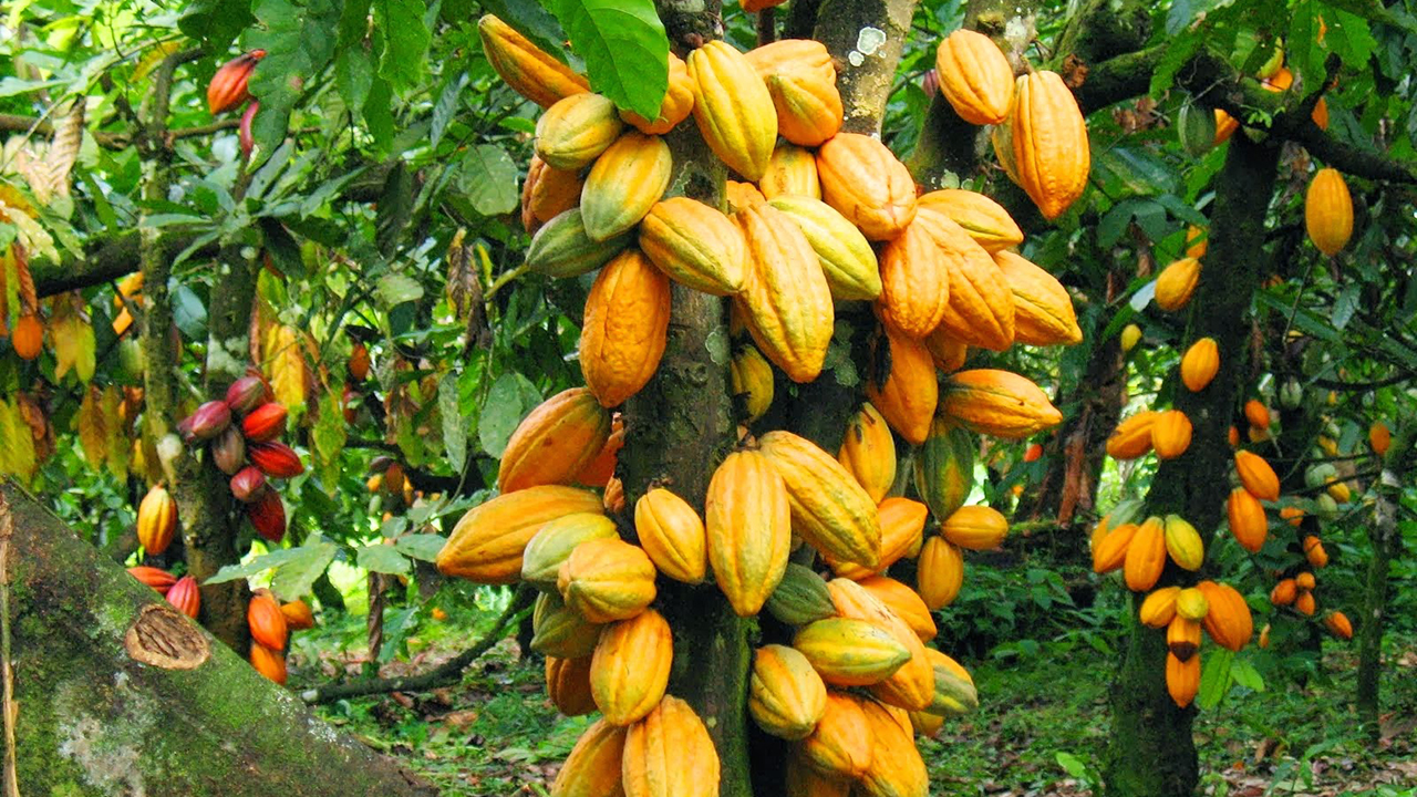 MD Refutes Allegation Of Attack On Cocoa Farm Workers