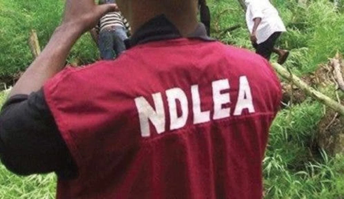 NDLEA seizes illicit substances, arrests 420 suspects in Kaduna