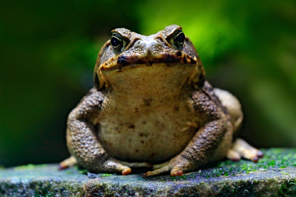 The familiar setting has been invaded by poisonous cane toads