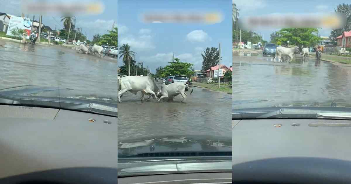 "Na here I dey since" – Motorists stranded as cows lock horns on the road (WATCH)