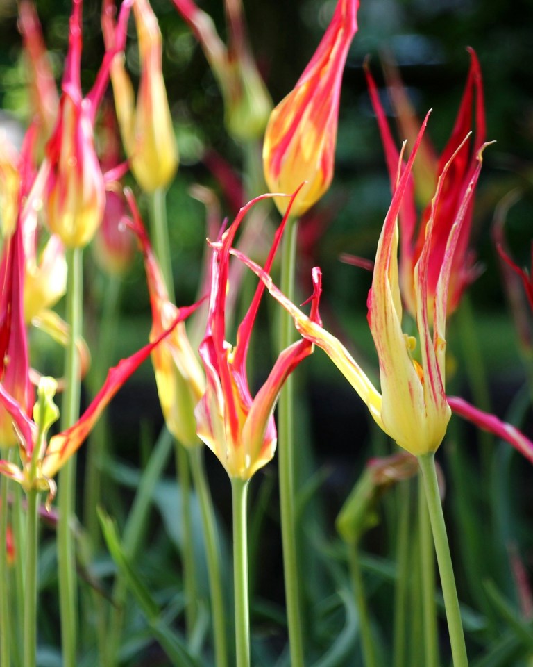 'Acuminata' will eventually naturalise, so it's a great money saving tulip