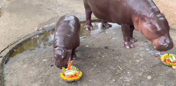 The baby hippo was given the option between two melon fruitcakes each emblazoned with the name of the two candidates for the US election