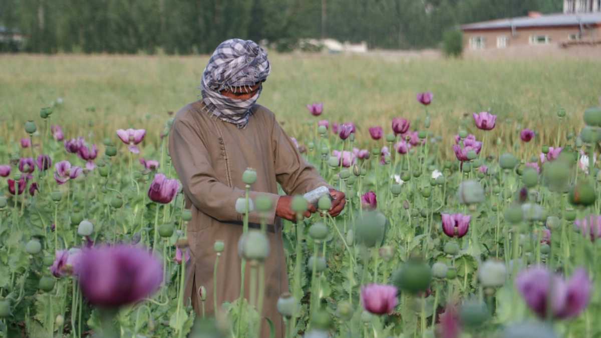 Afghanistan poppy cultivation grows 19 percent despite ban: UN