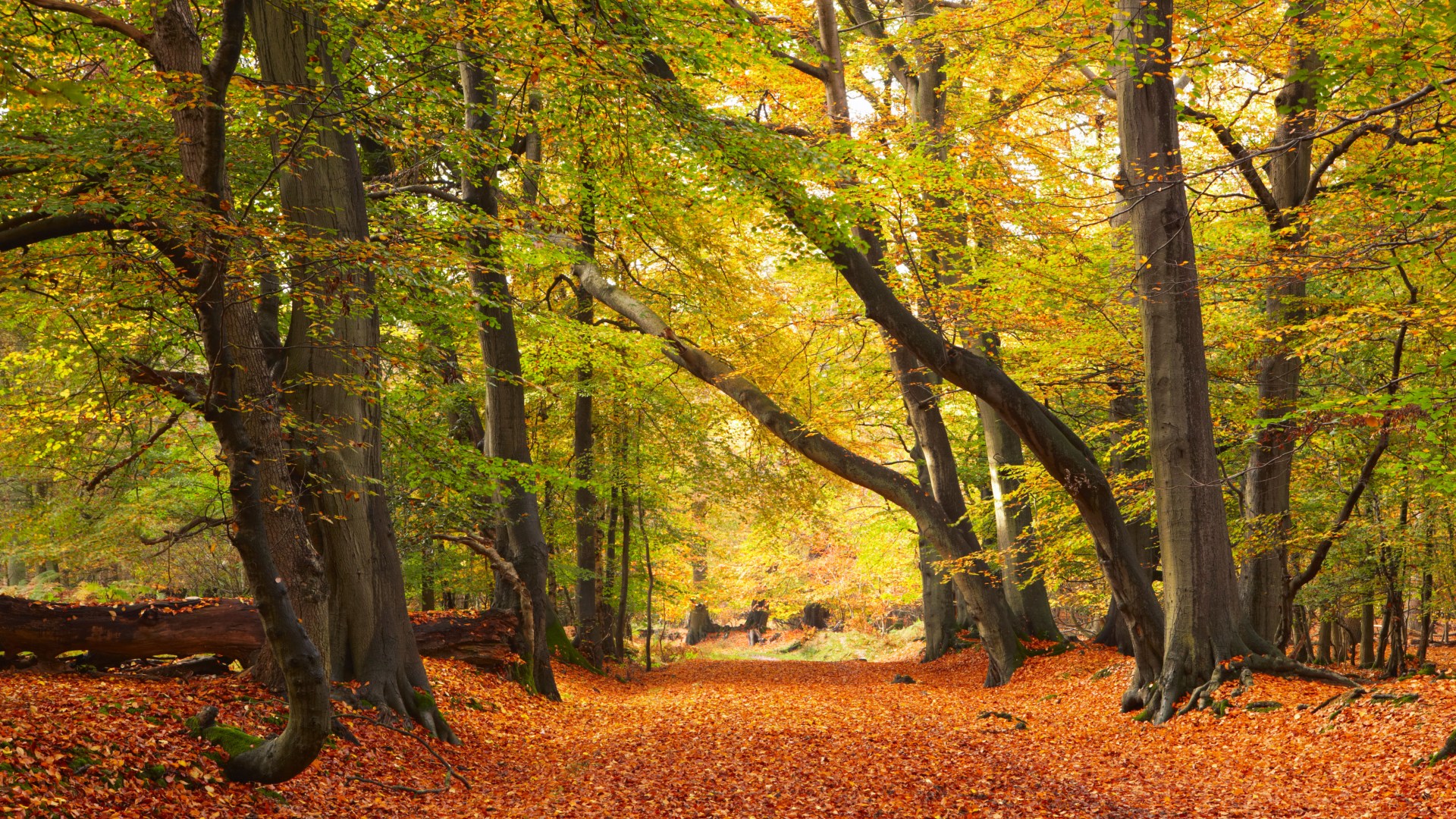 Ancient English forest that starred in two Disney films has roaming deer and unique attraction reopening next year