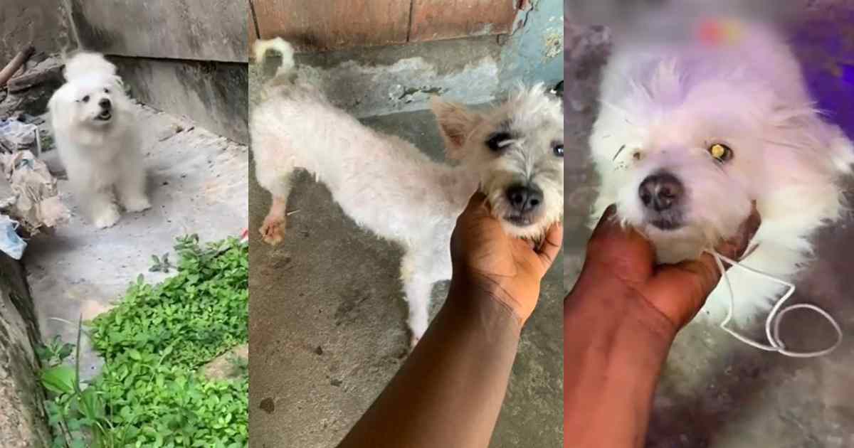 "I would have just travelled with my dog" – Nigerian lady sh0cked as friend trims her dog's hair after 1-month staycation (VIDEO)