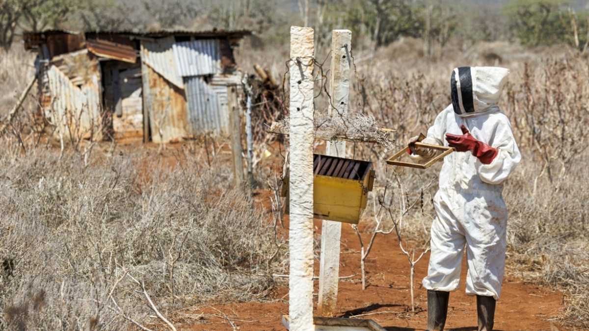 Bees help tackle elephant-human conflict in Kenya