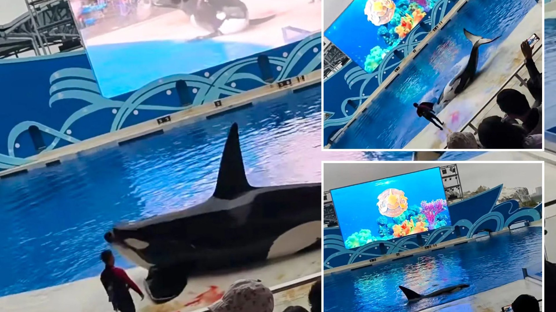 Watch horror moment injured killer whale spurts blood as cruel aquarium show goes wrong in front of horrified families