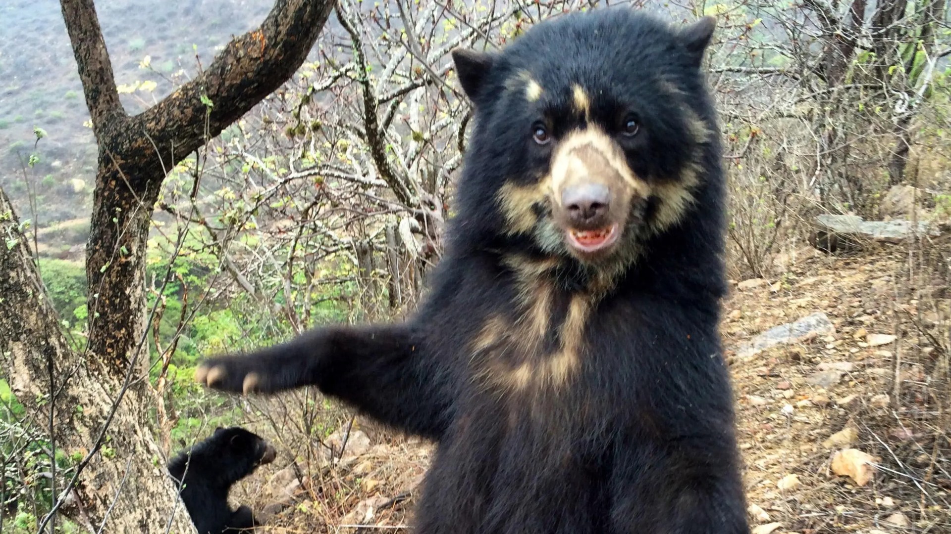 Real-life Paddington bears facing extinction after being hunted for private parts - and now charities are taking action