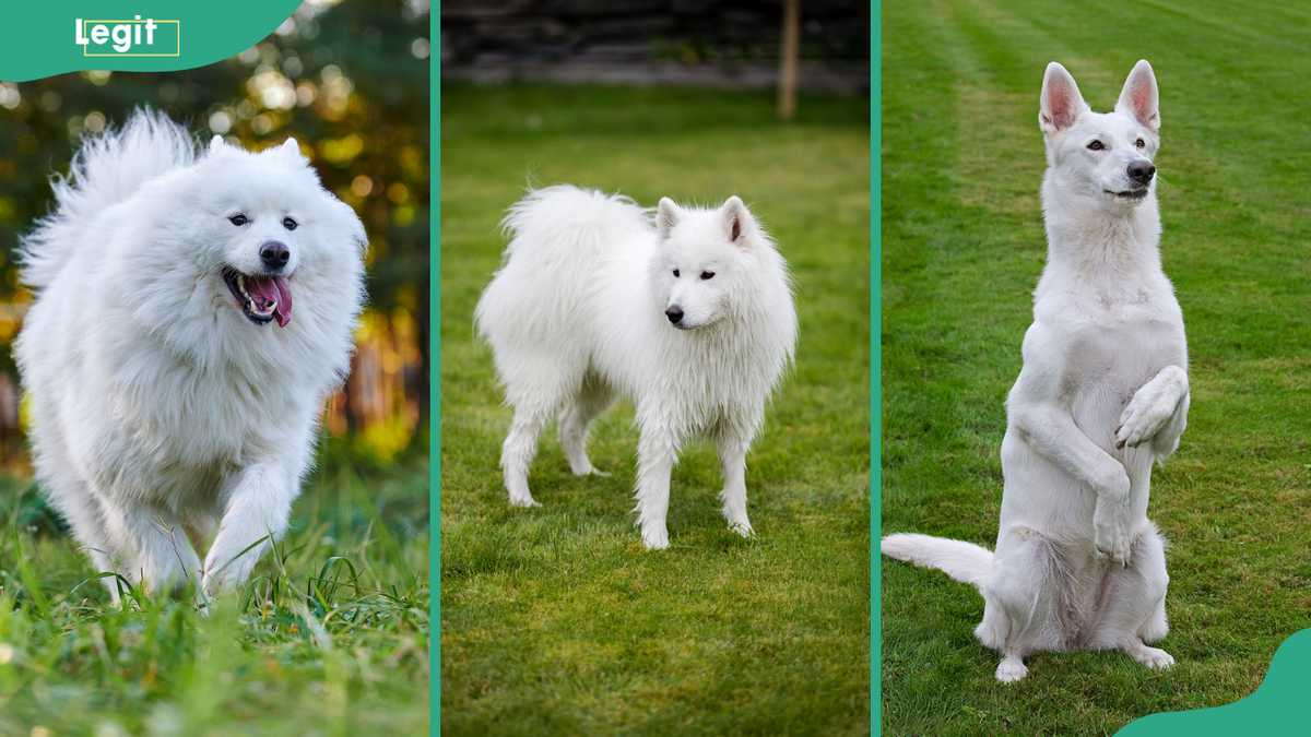 14 best white dog breeds: The most adorable white-coated pups