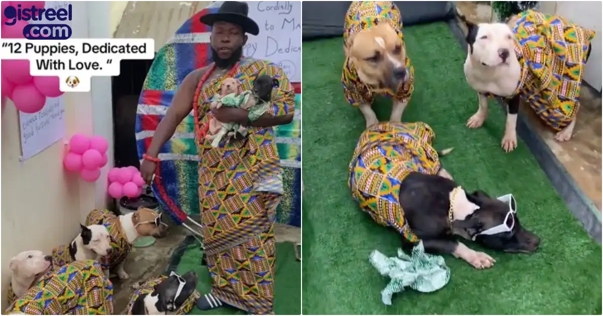 Man throws dedication ceremony for his 12 puppies in matching outfits