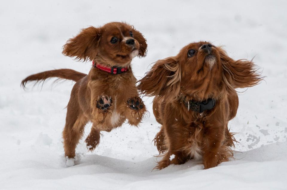 Two King Charles Spaniels play in the white stuff