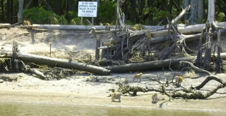 'Monkey Island' where more than 3,000 monkeys are stockpiled for experiments with viruses