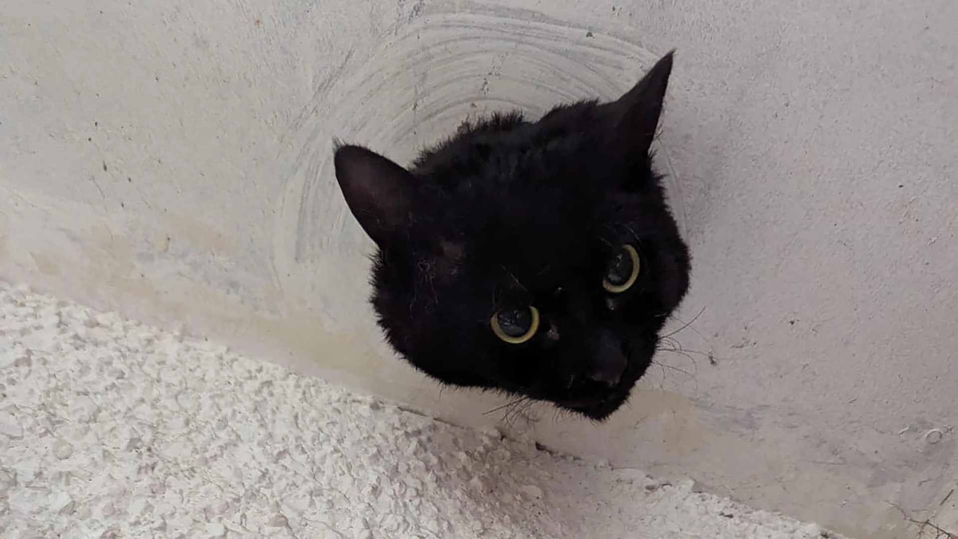 Moment startled cat is rescued by firefighters after getting her head stuck in a drainpipe