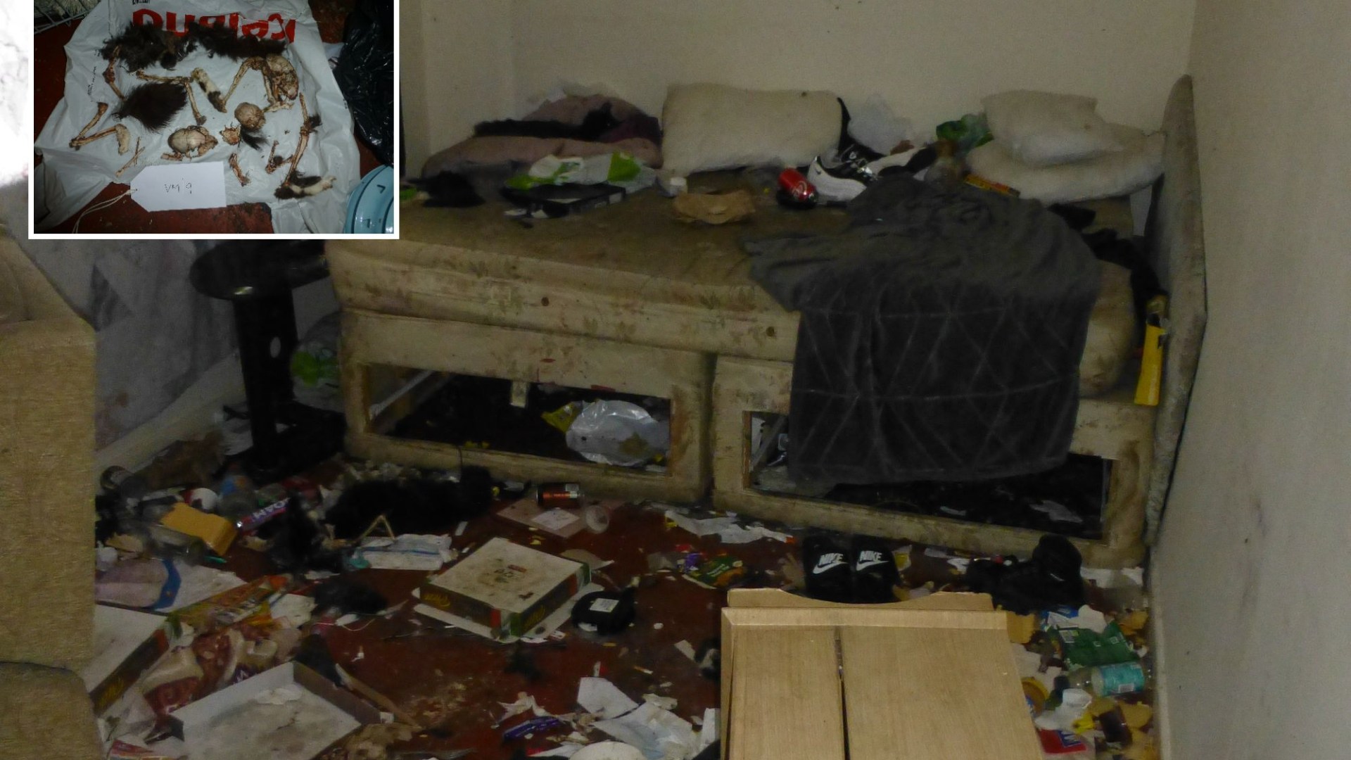 Inside house of horrors where cats ATE each other to survive after owner left them to die surrounded by faeces and bones