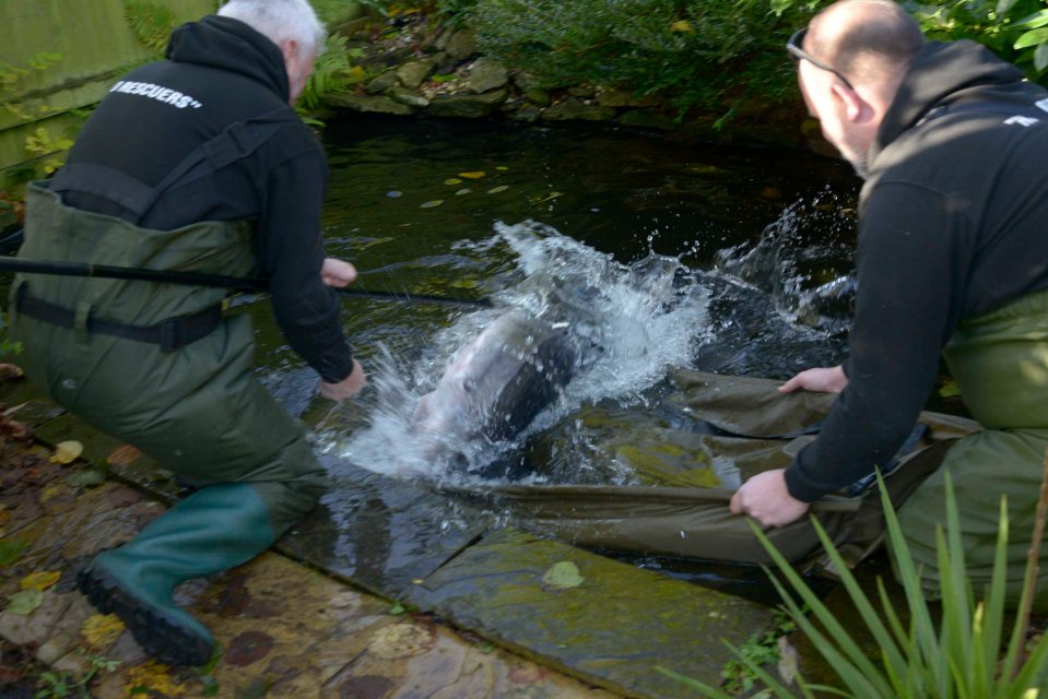 Stanley was rescued from a garden pond - after it grew from 6 inches to 5ft over 25 years