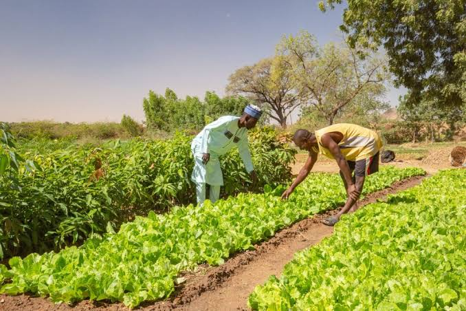 Ebonyi Trains 200 Youths On Agribusiness