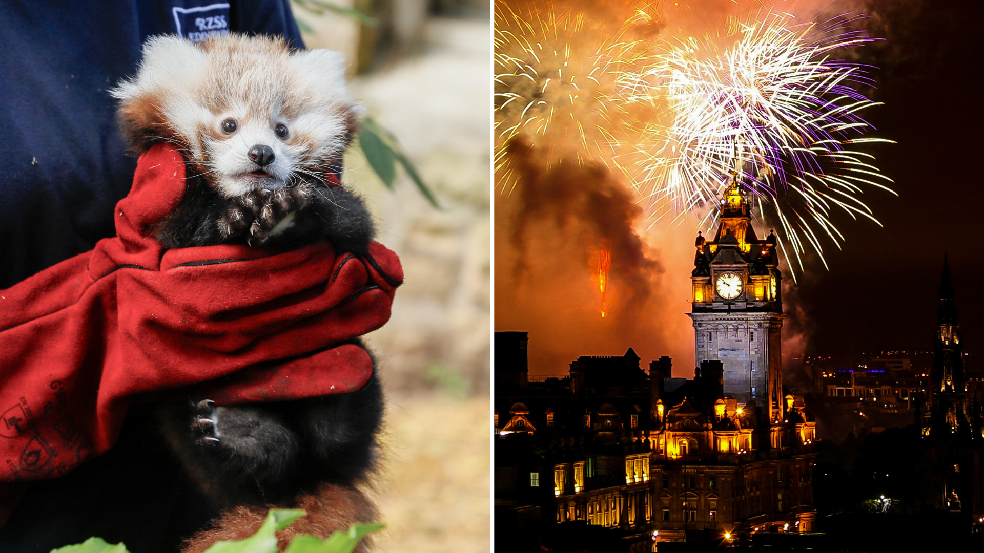 Expert calls for fireworks crackdown after baby red panda spooked to death