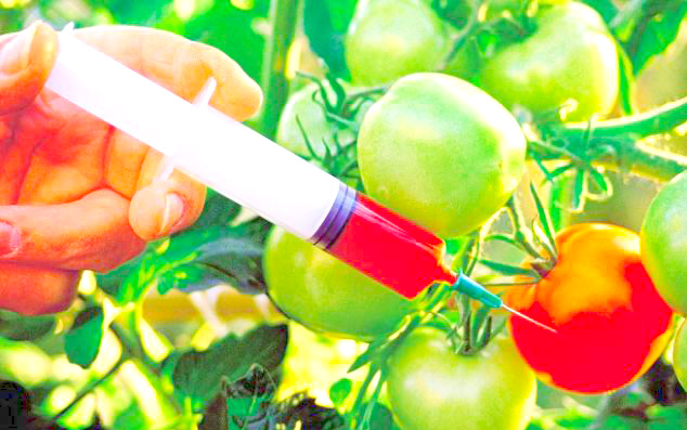 Experts Differ Over Safety Of GMO Foods