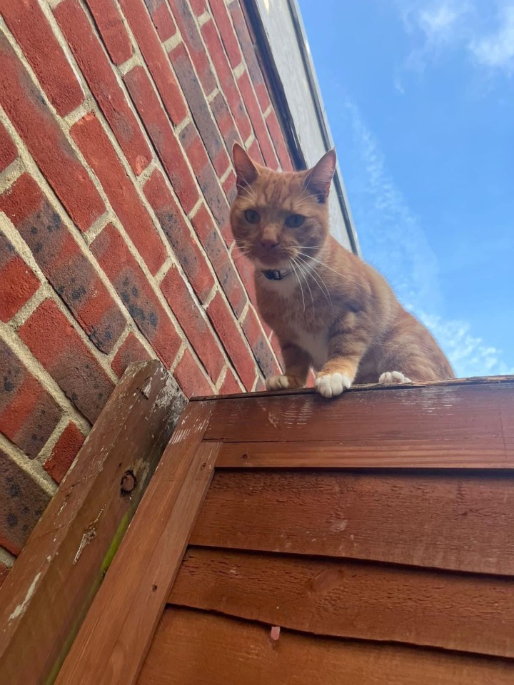 Simba the tabby was stolen from a driveway in southwest London in broad daylight