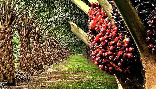 Palm Oil Export