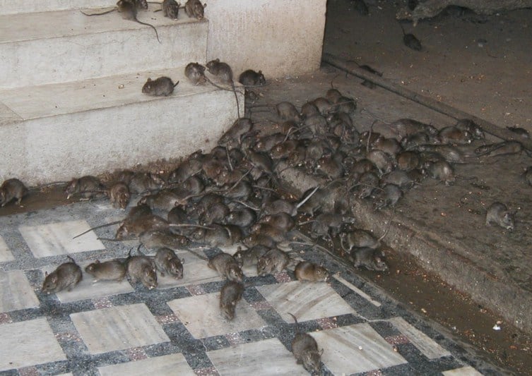 Stop Eating Rats - FG Warns Benue State Residents