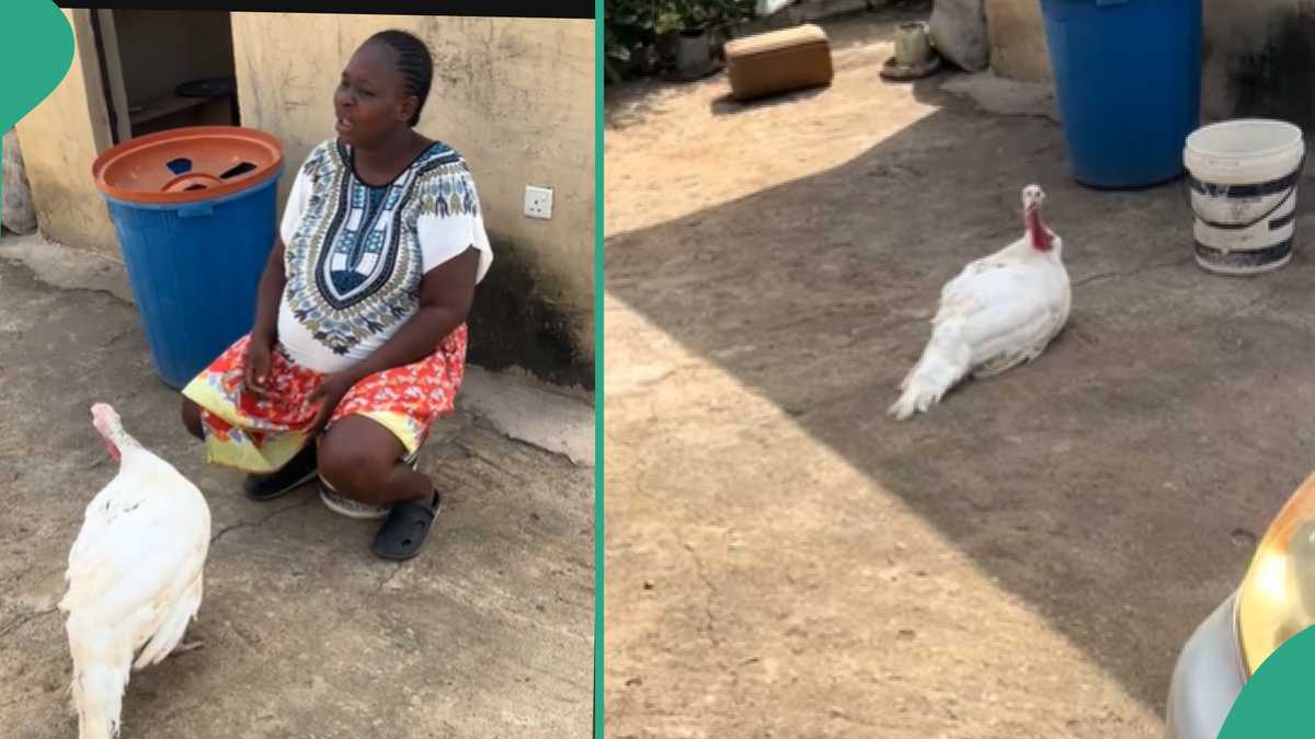 Turkey Follows Pregnant Woman Everywhere She Goes, Refuses To Leave Her Alone