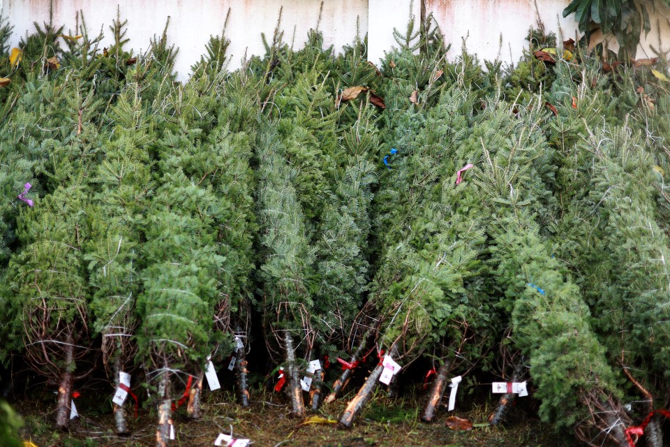 The experts shared their tips when picking out the perfect real Christmas tree (stock image)