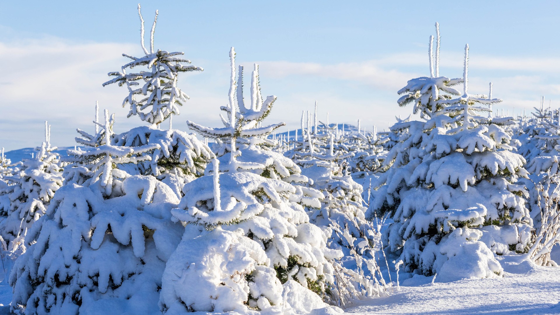 Scotland’s chances of a white Christmas revealed as experts give long-range snow forecast