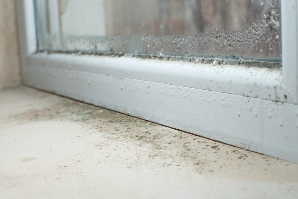 Mould can be harmful to our health if left untreated