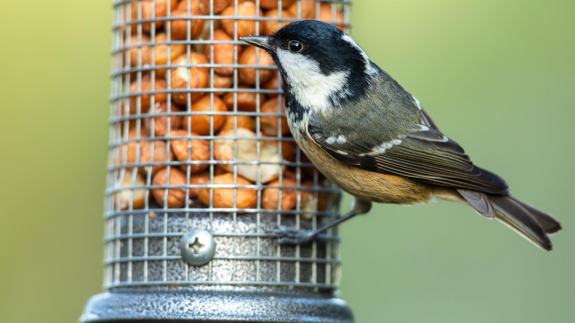 Gardeners urged to protect bird feeders from wildlife pests with common 75p kitchen staple