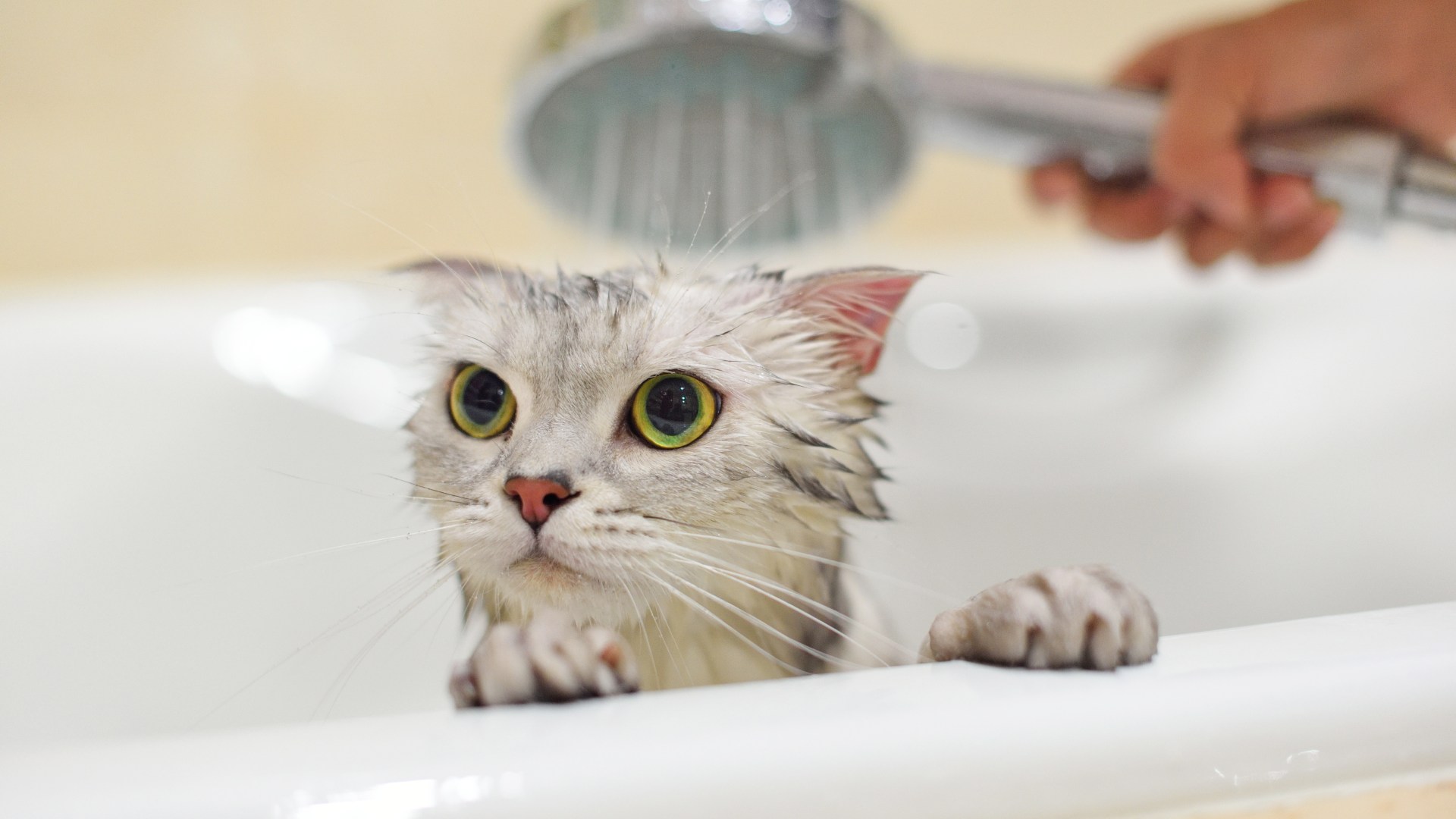 My filthy cat refuses to let me bathe her - should I let her clean herself?