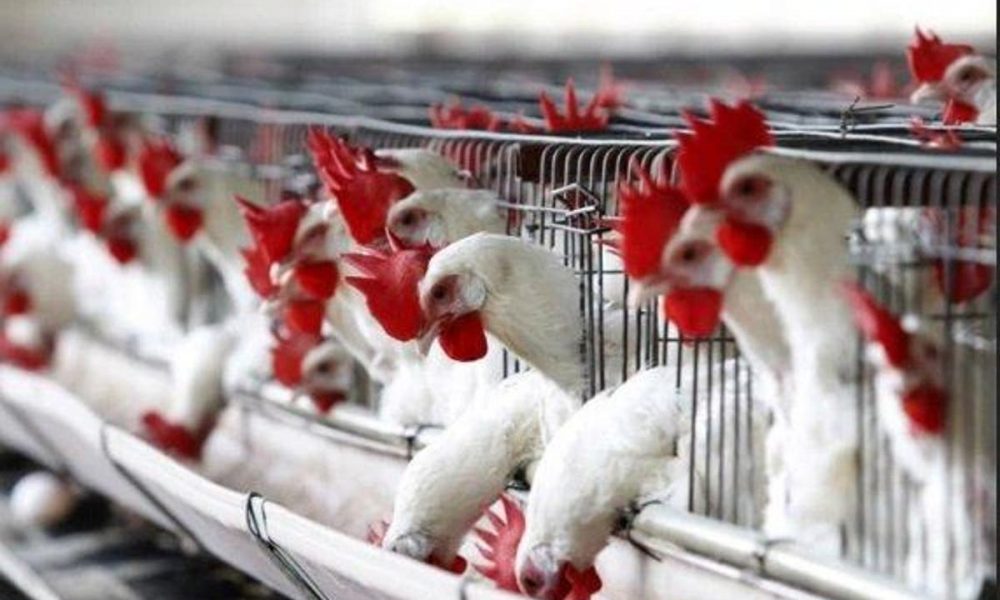 Bird Flu: FG Destroys Over 329,000 Chickens In 62 Farms