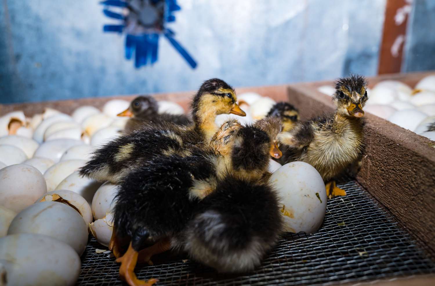 CDC Confirms First Severe Case of Bird Flu: What You Should Know