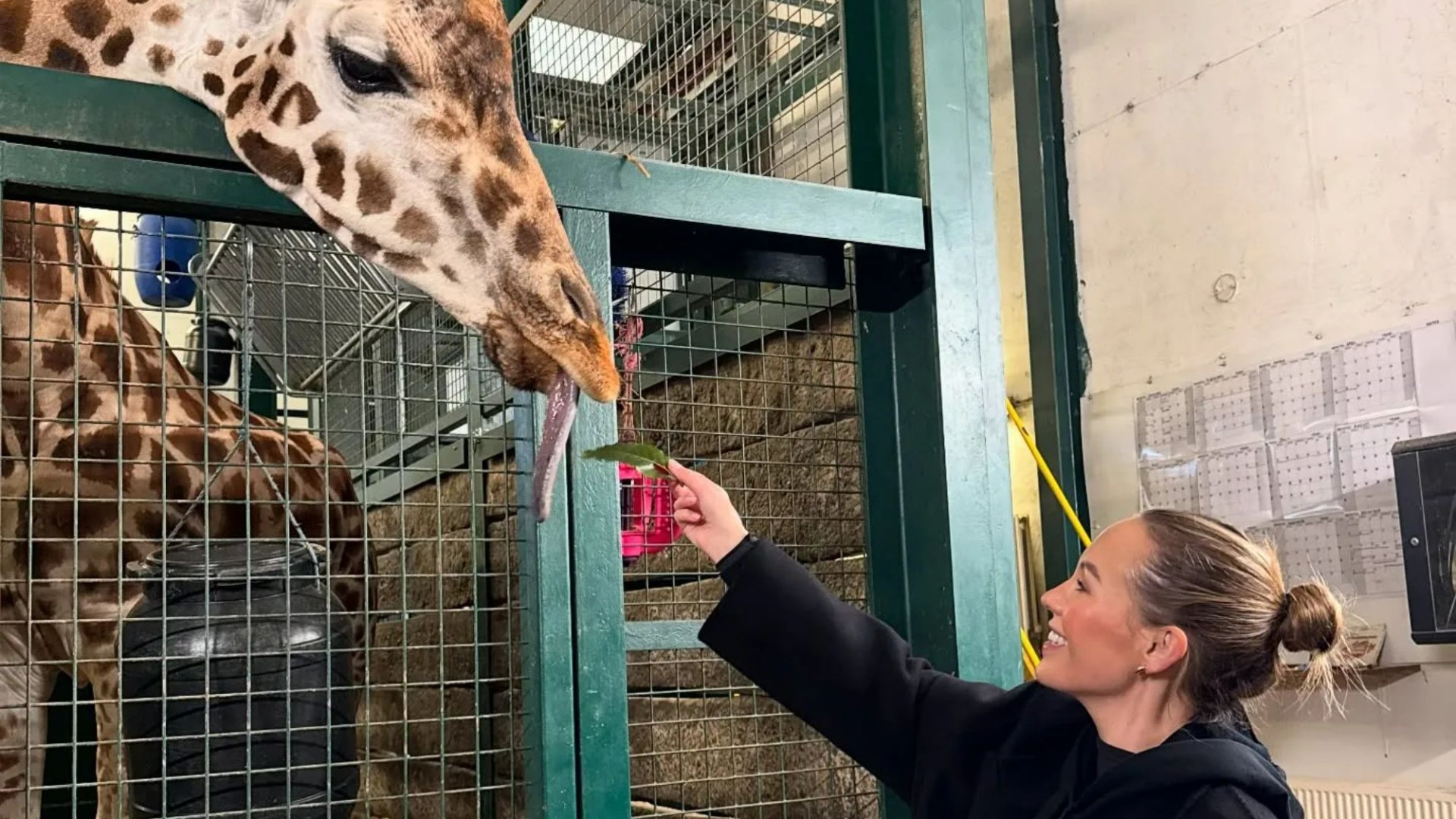 Kate Ferdinand's safari holiday with Rio and the kids as they feed giraffes and get close to tigers without leaving UK