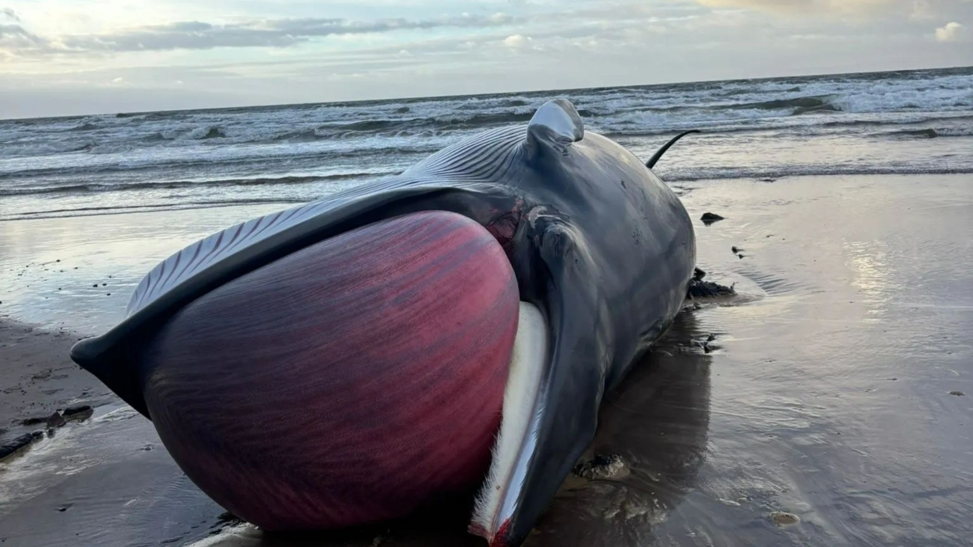 Massive 23ft whale washes up dead on Scots beach as locals warned it could 'explode' at any minute